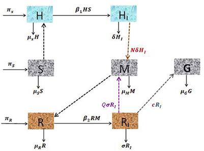 A cell-level dynamical model for malaria parasite infection with antimalarial drug treatment